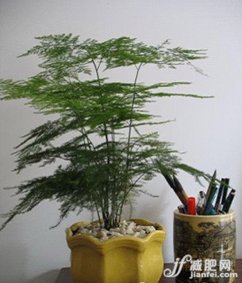 植物润肺又补气
