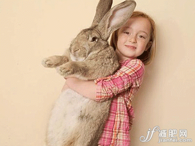 就要抱不动了的兔子