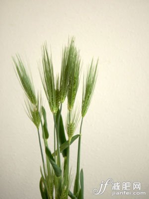 麦麸祛除角质、燃烧脂肪