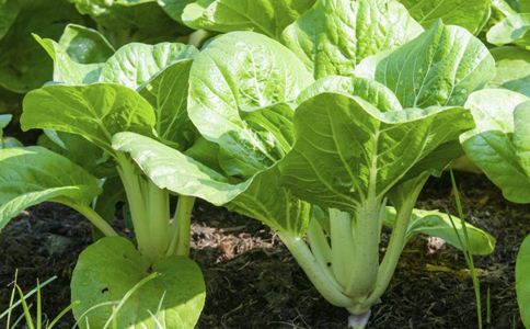 夏季如何减肥 夏季减肥方法 夏季1天减1斤