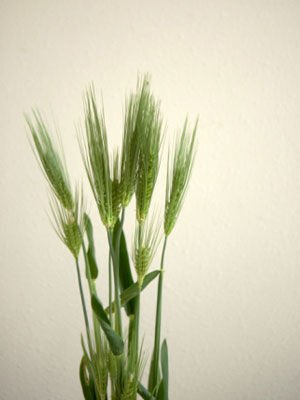 麦麸高纤减肥 一月瘦10斤