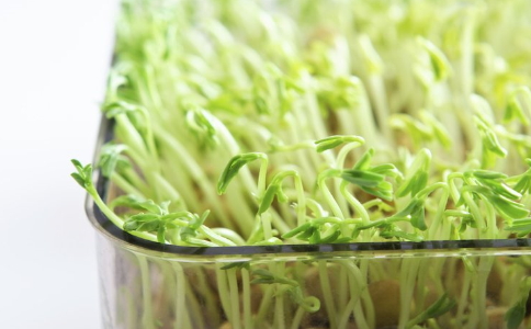 吃什么食物减肥效果好 可以刮油的食物有哪些 哪些食物吃了可以刮油