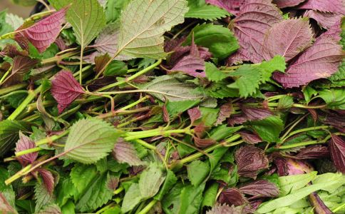 吃野菜能瘦腹是真的吗 野菜怎么吃可以减肥 哪些野菜减肥效果好