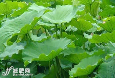 瘦脸方法
