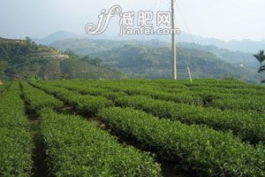 喝茶可以强身健体
