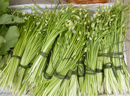 怀孕可以吃菜苔吗