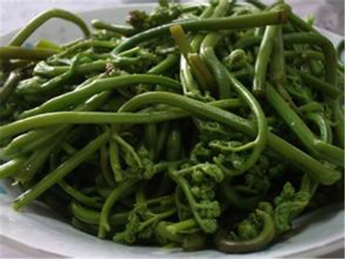 怀孕可以吃蕨菜吗