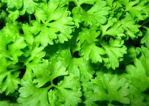 怀孕可以吃芹菜叶吗