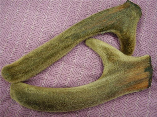怀孕可以吃鹿茸吗