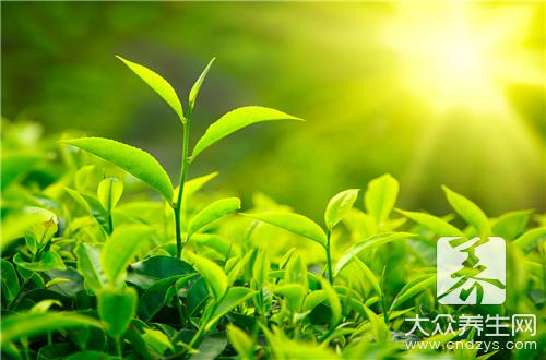 普洱茶冲泡方法大解析，学好这个过年冲茶不用愁