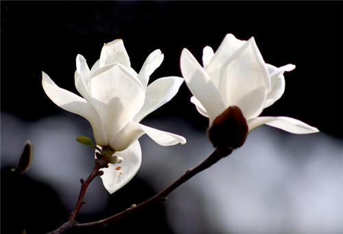 怀孕可以吃玉兰花吗