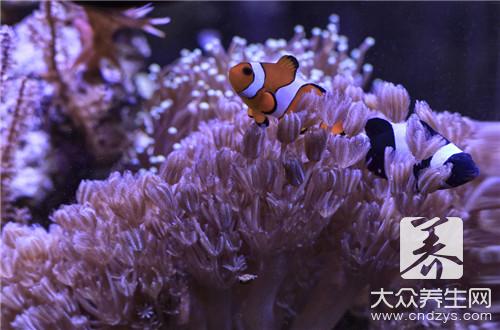 野生海参和养殖海参的区别有哪些？