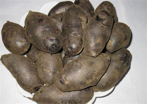 怀孕可以吃黑土豆吗