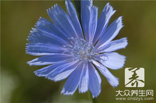 菊苣菜的家常做法