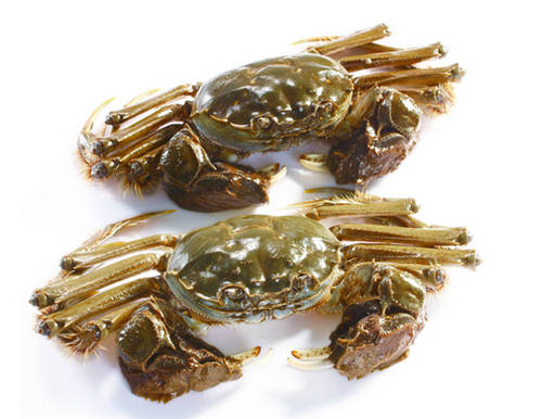 怀孕可以吃河蟹吗