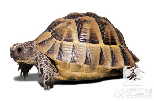 王八做法有哪些？这样做味道很好！