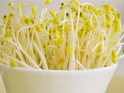 怀孕可以吃绿豆芽吗