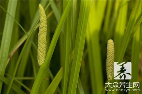 荠菜和蒲公英的区别，今后别再搞错了