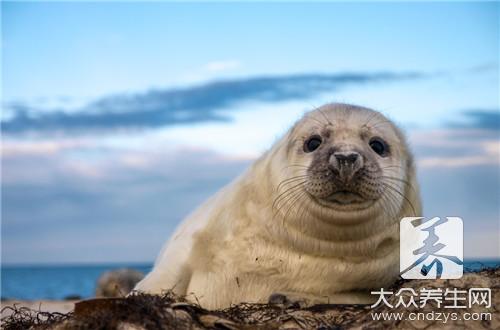 狗肉是发物吗，人们须知