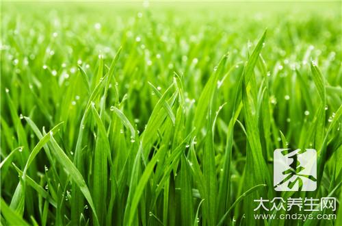 在家也能自制泰山仙草蜜