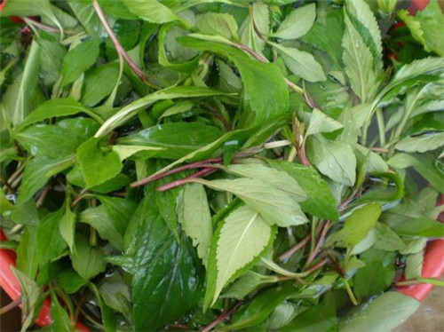 怀孕可以吃荠菜吗