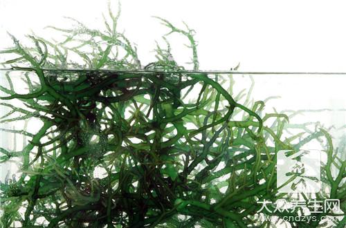海藻油功效作用 竟这里厉害