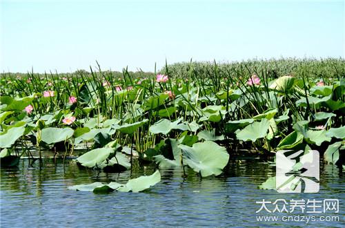 糯米藕的做法有什么呢？