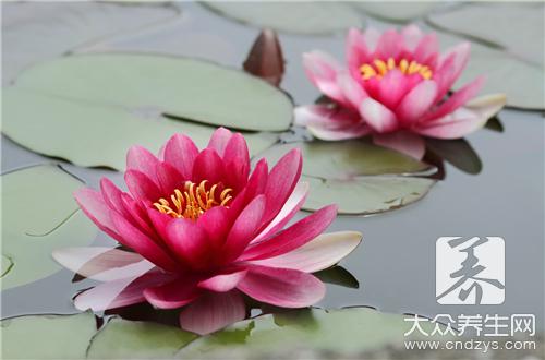 冰山雪莲花有什么功效作用