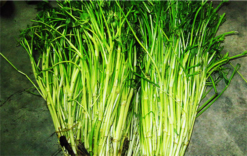 怀孕可以吃水芹菜吗