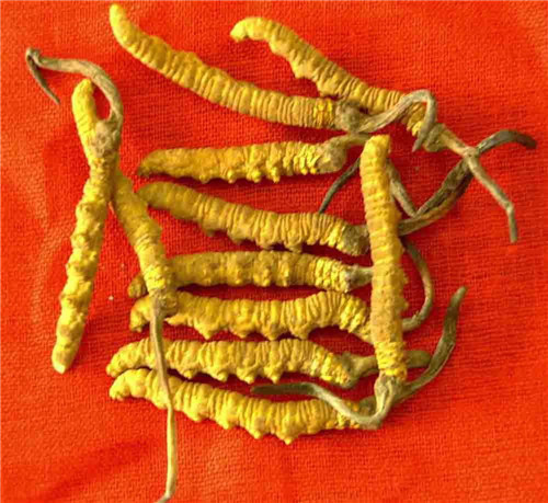 怀孕可以吃冬虫夏草吗