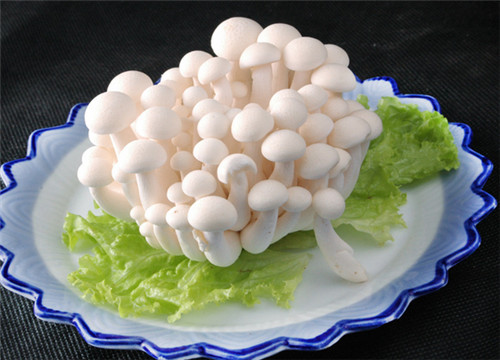 怀孕可以吃白玉菇吗