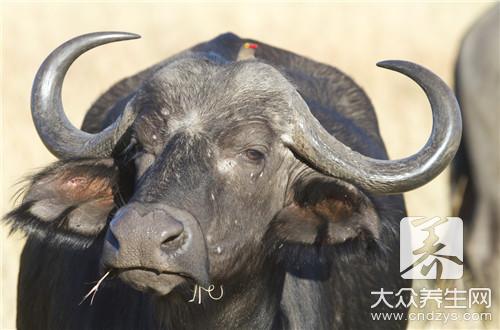 牛肚和牛百叶有什么区别？