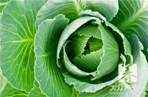 多吃包心菜作用与功效让你无法想象