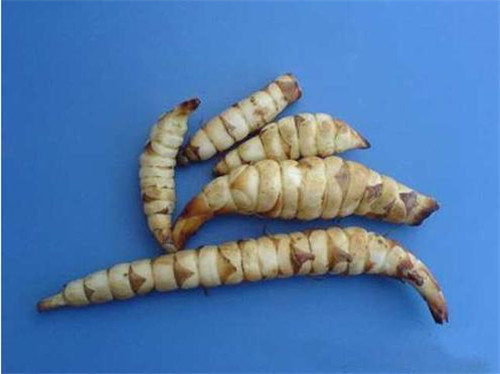 怀孕可以吃地笋吗