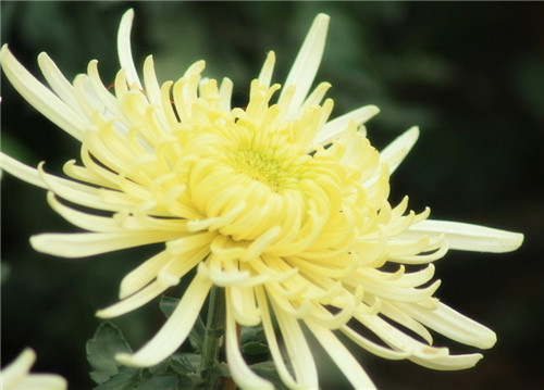 怀孕可以吃菊花吗