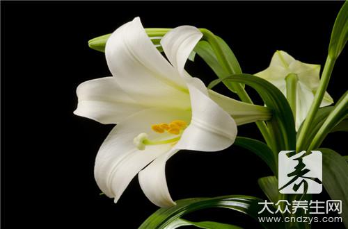 百合中的药性含量有哪些功效