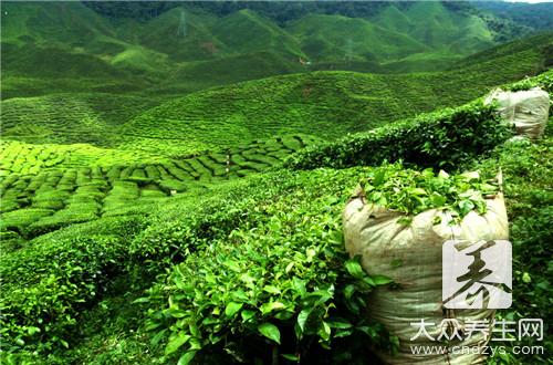 茶叶籽油有哪些美容功效