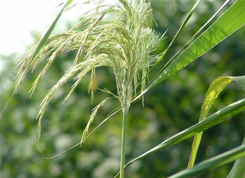 怀孕可以吃芦根吗
