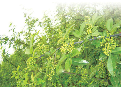 怀孕可以吃花椒叶吗