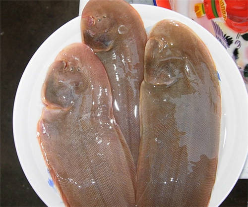怀孕可以吃舌鳎吗