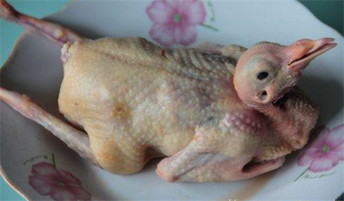 怀孕可以吃鸽子吗