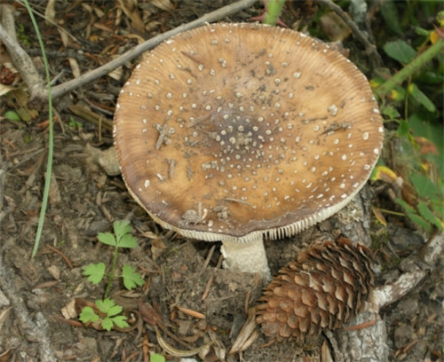 怀孕可以吃牛肚菌吗