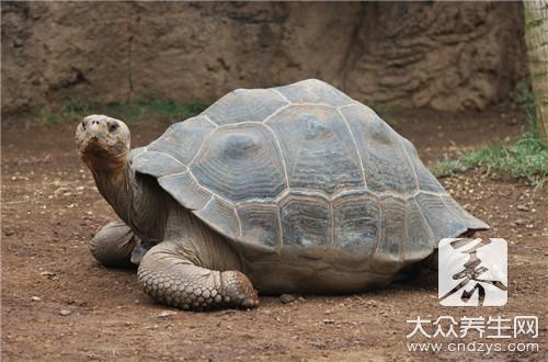 烹饪鳖做法有哪些呢？
