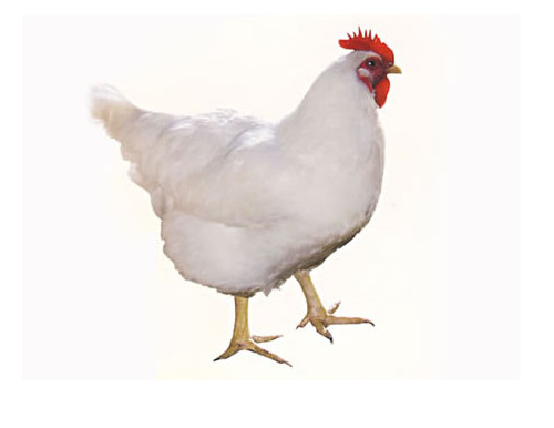 怀孕可以吃肉鸡吗