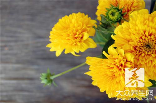 金丝皇菊有什么功效和作用呢？
