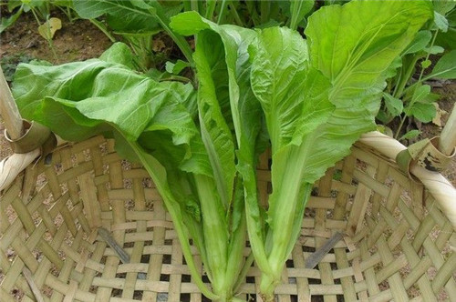 怀孕可以吃芥菜吗