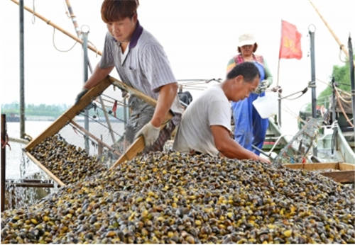 怀孕可以吃河蚬吗