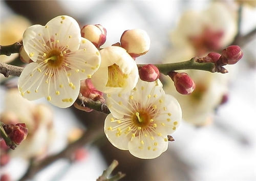 怀孕可以吃白梅花吗