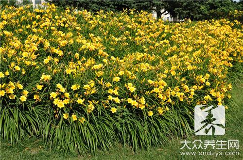 什么是黄花菜？带你了解专业知识