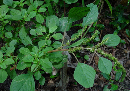 怀孕可以吃野苋菜吗